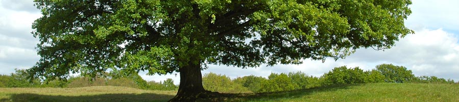 conni_eyrich_0021_Ebene 5.jpg